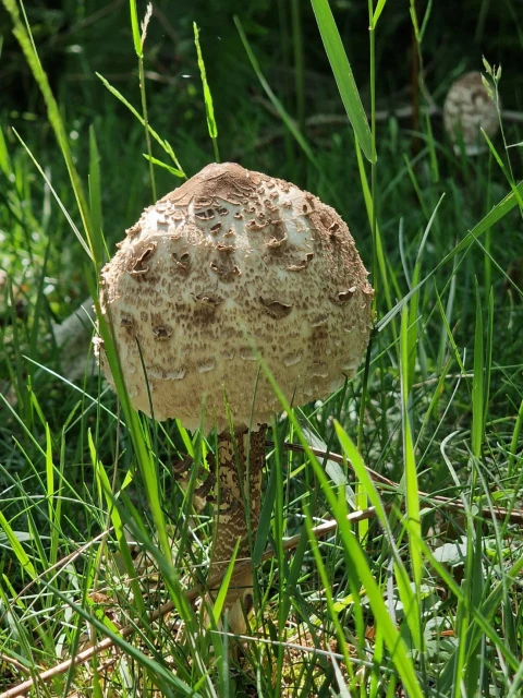 Foto's wandelen Juni Heemstede
